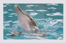 Dolphin at Corpus Christi