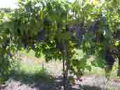 Grapes Growing on the Vine